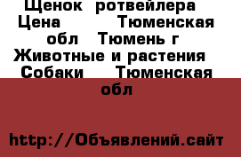 Щенок  ротвейлера › Цена ­ 500 - Тюменская обл., Тюмень г. Животные и растения » Собаки   . Тюменская обл.